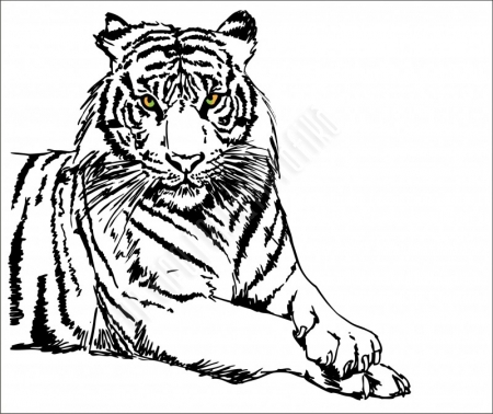 Igazi tigris