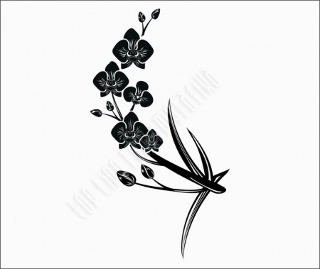 Orchidea