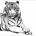 tigris, sirkán, macska, cica, falmatrica, Igazi tigris