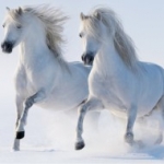 ló, fehér ló, lovak, ménes, vágta, havas vágta, nyomtatás, Lovak