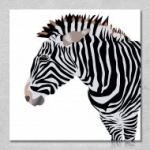 zebra, csíkos, állat, sörény, design, vászonkép